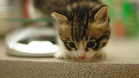 VOLKSWAGEN Gol 1.0 16V 4P, Foto 1